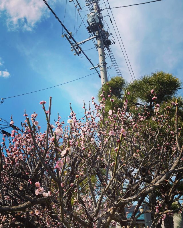 梅も咲き、花桃咲き、街中が少し明るくなる季節がやってきました。
もうすぐ桜が咲きます🌸
春はいいですね♪

#日本 #埼玉県 #白岡市 #白岡総合園芸 #梅 #花桃 #ピンク #写真 #風景 #japan #saitama #shiraoka #shiraokasougouengei #plum #flowerpeach #pink #photo #landscape